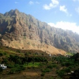 The Mango Trees