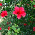 The Well Scented The Perfumed