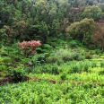 The Generous São Nicolau - The Generous