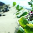 The Bohemian São Vicente + Mindelo
